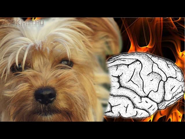 Инсульт у собак | Симптомы | Лечение | Признаки.