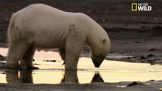 Un ours polaire pêche un poisson