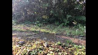 IMG 0594 HEVC IMG 0594 HEVC