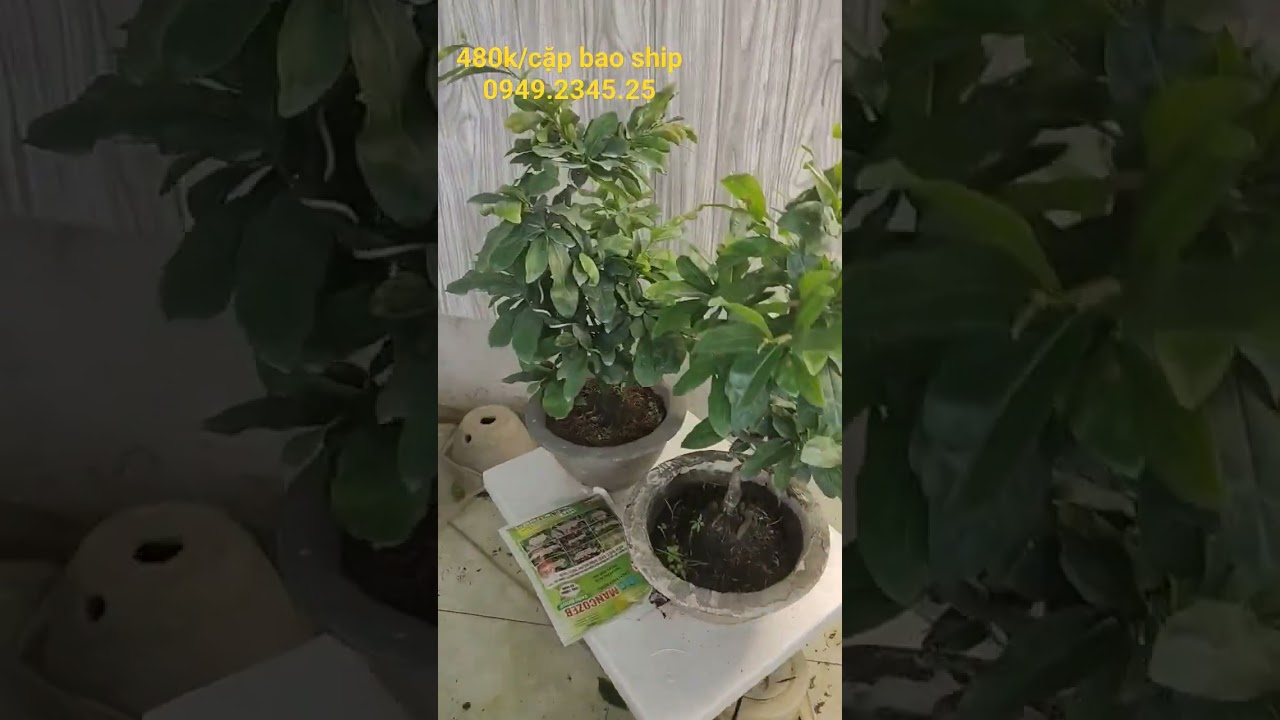 mai cúc tân châu-cúc víp-0949234525 