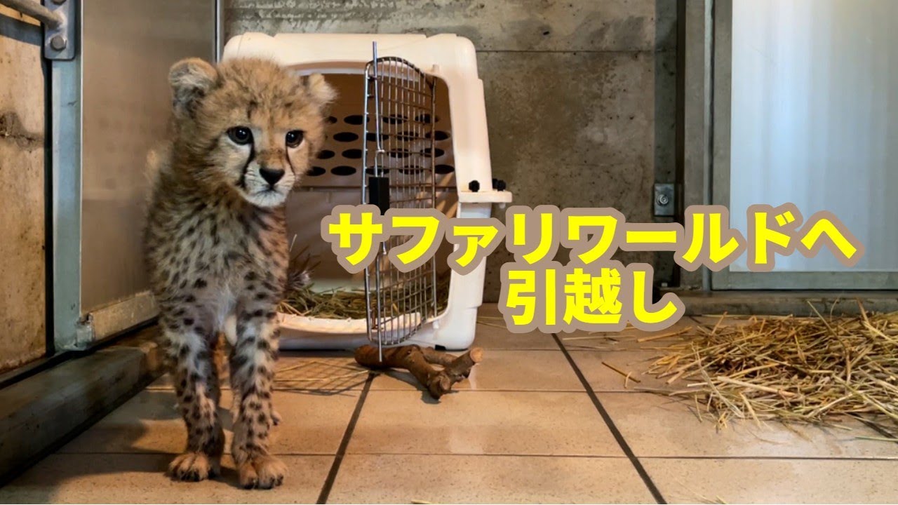 チーターの赤ちゃん】サファリワールドへ引越ししました！ - YouTube