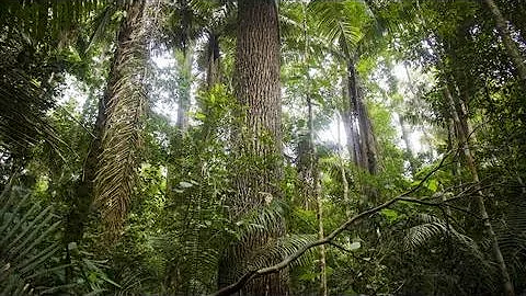 Three Trillion Trees in the World, Says New Report