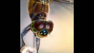 Dragonfly Macro Videography By Google Pixel 6 Pro