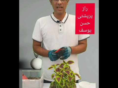 رازهای حسن یوسف که به شما نمیگن