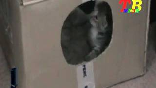 МУХА - Цукатуха и котятки МУХА - Цукатуха и котятки