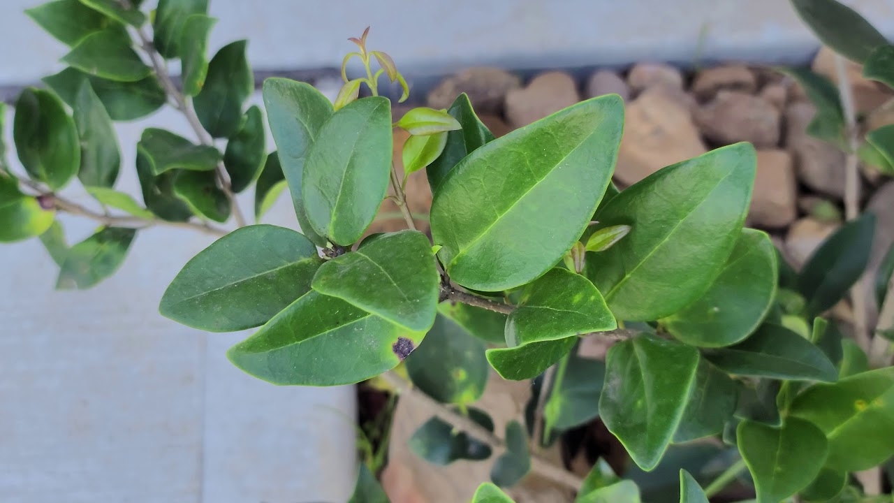 Galaxy S20 Ultra 8K Video Stabilization (On) & AutoFocus Test YouTube