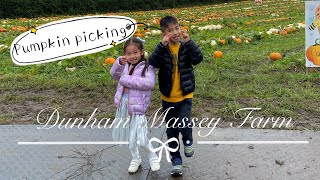 Pumpkin 🎃 picking @ Dunham Massey Farm