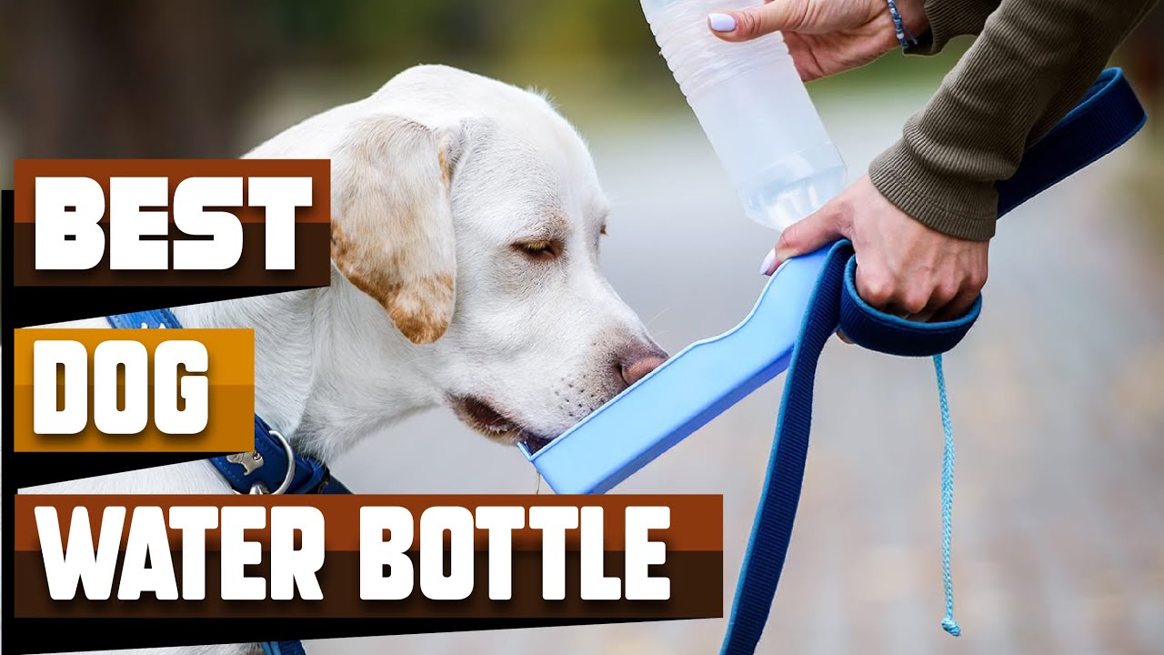 Best Dog Water Bottle In 2024 Top 10 Dog Water Bottles Review YouTube