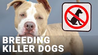American XL Bully dogs ban will cause people to breed ‘worse dogs’