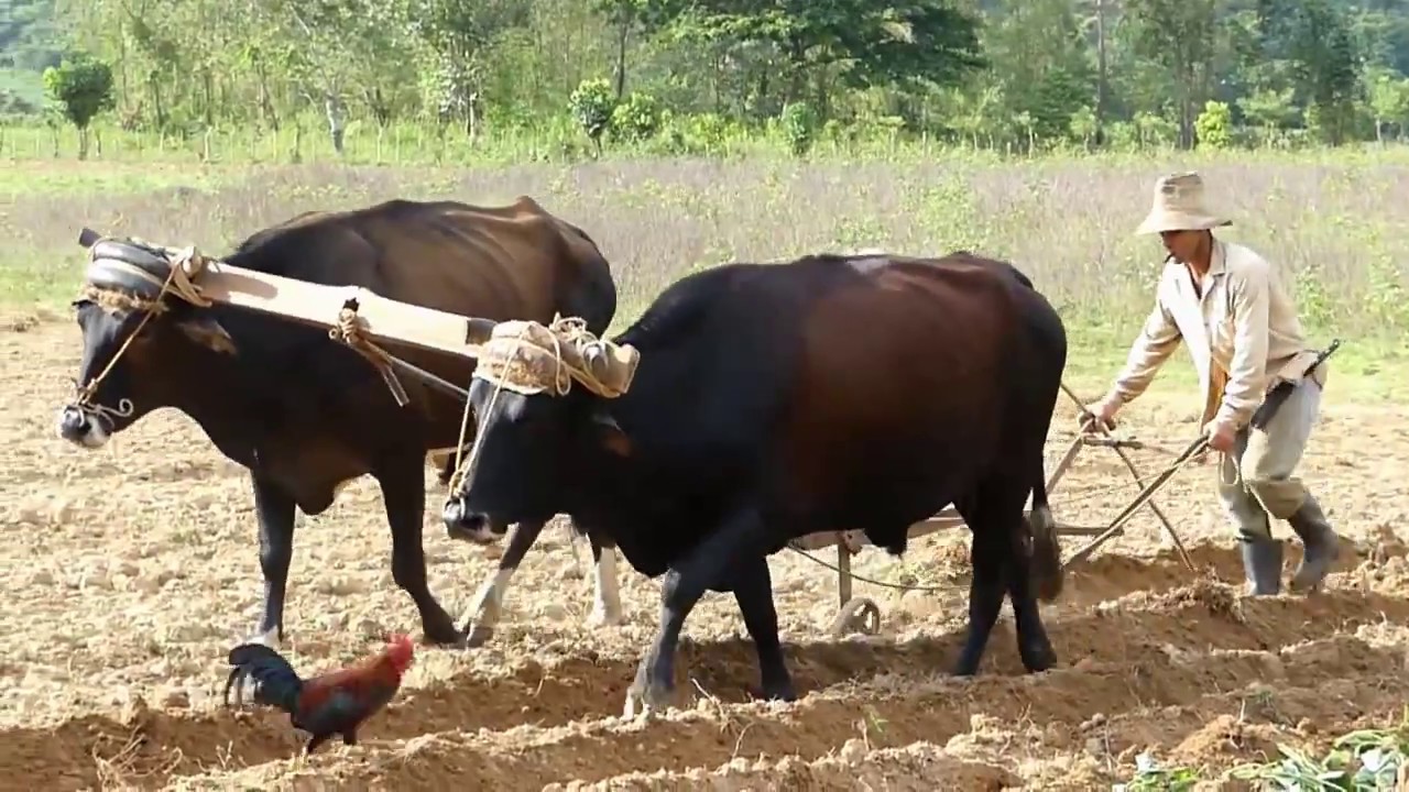 Cuba 2016 - Hike around the country side of Viñales & Cueva del Silencio