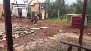 Ameri̇ka Pi̇tbull Terri̇er Bluenose Blood Ve Ameri̇kan Staffordshi̇re Terri̇er Ri̇ta Oyun Ve Boğuşma