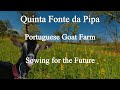 A Portuguese Goat Farm - Sowing for the future. Sowing Triticale and Lupins for the Milking Goats.