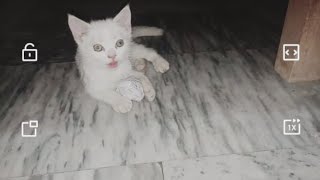 cute cat doing mental movement