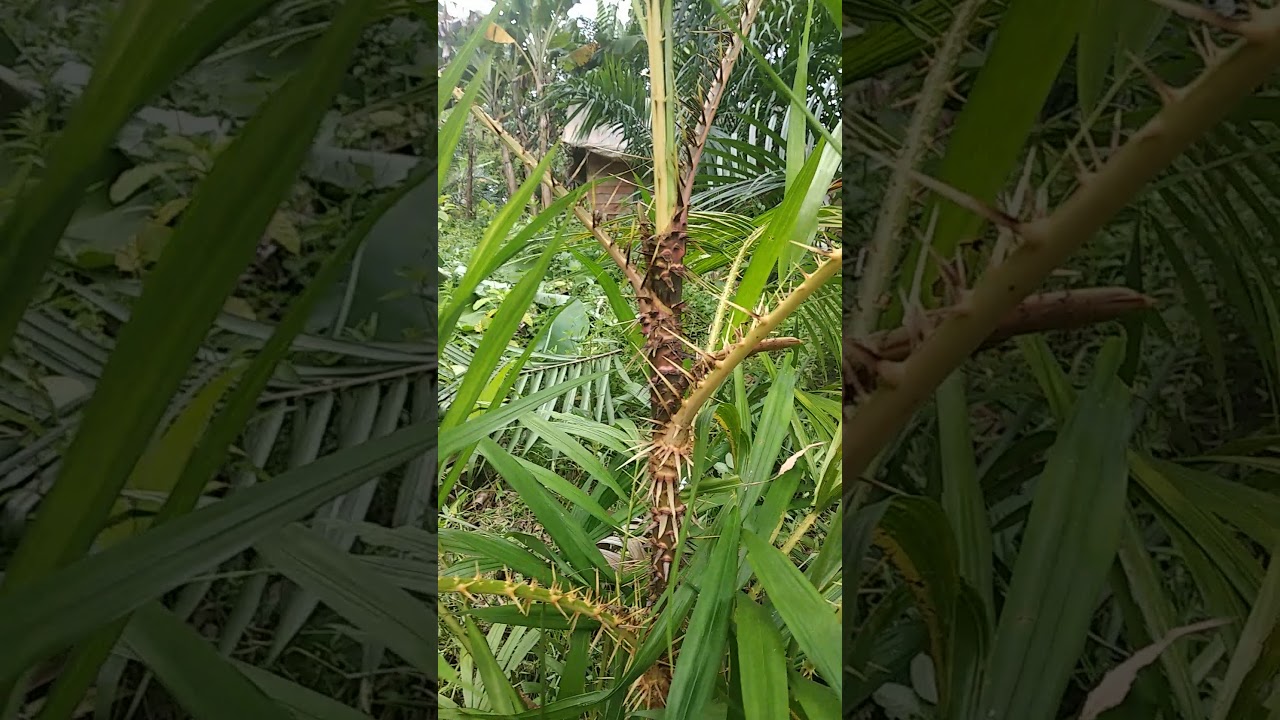 Jernang ACEH JAYA... 