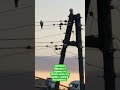 @Poland-Dąbrowa. 2 pigeons on electric wires, my garden...waiting for swallows.