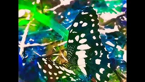 Em Slow Blues Song Backing Track / Jamtrack Tempo 55 Bpm / Made from loop in Bandlab