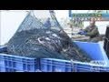 【地震】地元の底引き漁船がカレイなど初水揚げ（11/05/09）