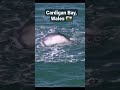 CARDIGAN BAY DOLPHINS! #shorts #dolphins #wales
