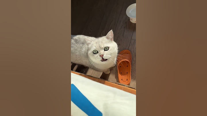 想睡个懒觉都不行#这是我的小猪猫 #这一小坨猫谁受得了 #我的大脸猫#我的大脸猫 #宠物日常记录 #宠物生活