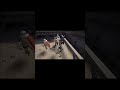 Maul bravestand 3 halfsword #shorts #gaming #viral #halfsword #halfswordgameplay