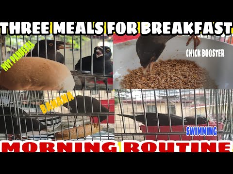 MARTINEZ BIRD MORNING ROUTINE | THREE MEALS FOR BREAKFAST AND TAKING A BATH AFTER