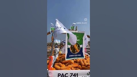 ADVANTA PAC741#advanta#trending  #farmering#kharifcrops#viralvideo @advantaseeds5697