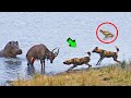 Cocodrilo atrapa a Antílope peleando contra perros salvajes e hipopótamos