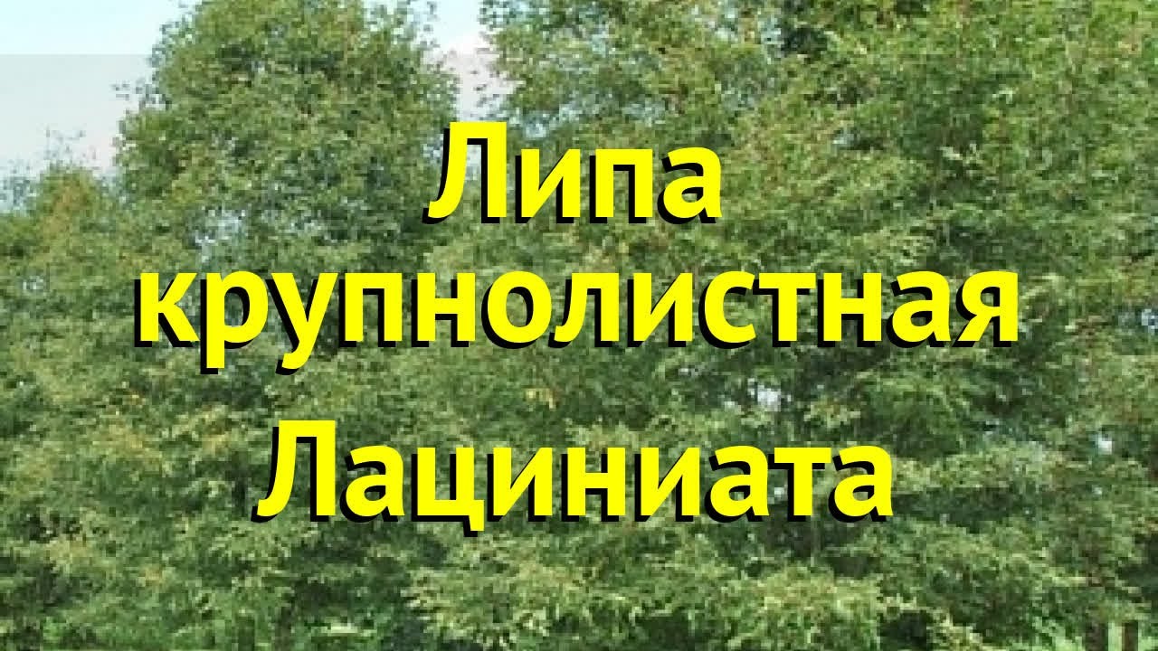 Липа крупнолистная Лациниата. Краткий обзор, описание характеристик tilia platyphyllos Lacinada