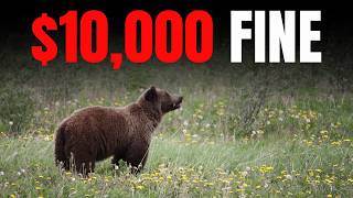 Grizzly VS Black Bear - How to Properly Identify In The Wild