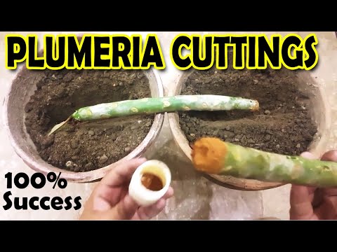 HOW TO GROW PLUMERIA FROM CUTTINGS | PLUMERIA PROPAGATION - Sprouting Seeds
