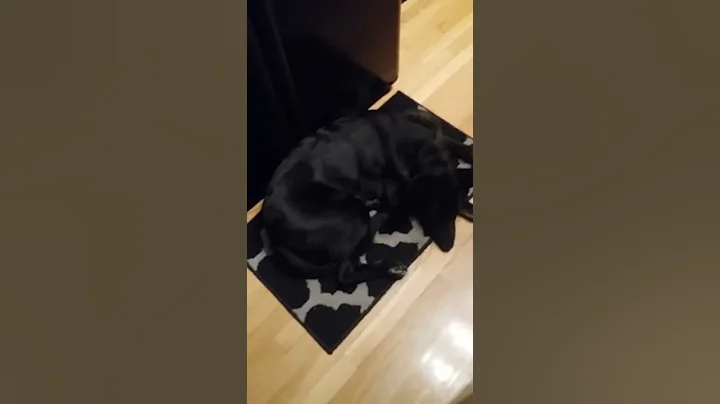 FATTEY CHICKEN Legs meets camera face to face