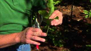 June Gardening Tips