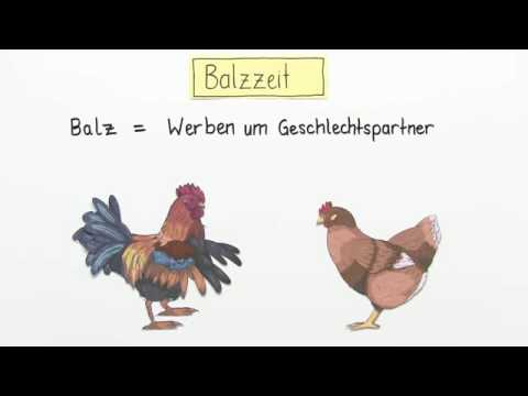 FORTPFLANZUNG UND ENTWICKLUNG VON VÖGELN | Biologie | Biologie der Tiere (Mittelstufe)