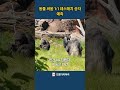 1:1 동물 데스매치! 진짜 싸우면 누가 이길까? #동물싸움 #전투력랭킹 #데스매치 #호랑이vs사자