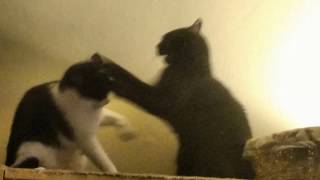 Cat Fight