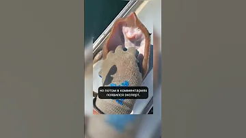 ВСЕ ДУМАЛИ СКАТ УЛЫБАЕТСЯ. ЭКСПЕРТ ОЗВУЧИЛ ОБРАТНОЕ