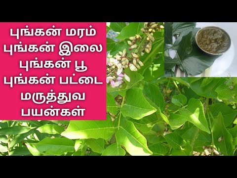 Medicinal Uses of Bungan Tree  pungan maram maruthuva payangal  tamil