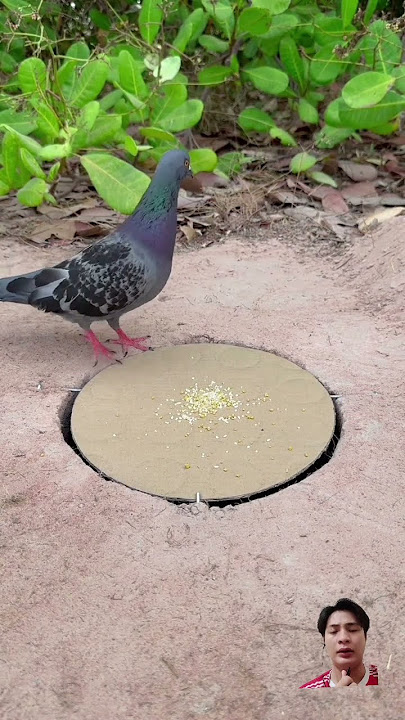 jebakan burung #pigeon #birds #uniquetrap #satisfying #techniqueuniquetrap #animals #easytrap #pets