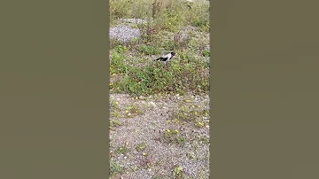 Crows Beak Very Full Time To Go Hide It 