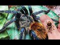 EASY Green Bottle Blue Tarantula Care - AMAZING PETS!