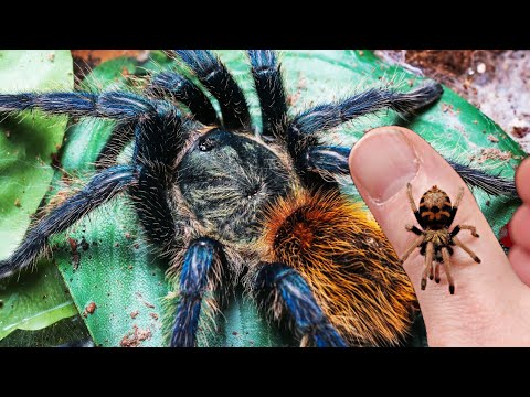 Vídeo: Um guia para manter as tarantulas por nível de experiência