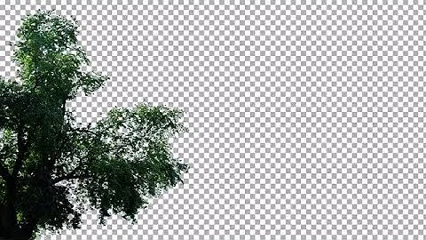 Tree Swaying Left Frame Stock Video