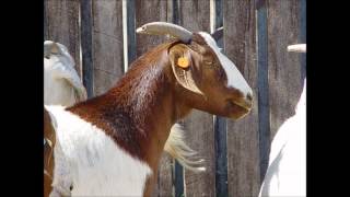 AUSTRALIAN BOER GOATS