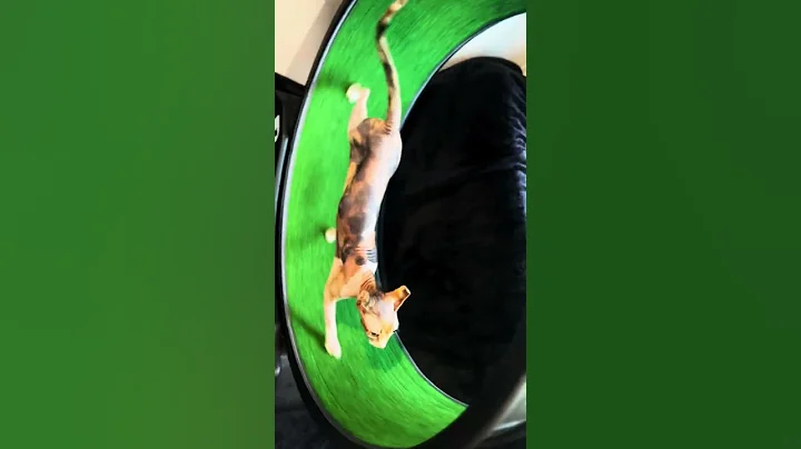 Watch the video about The song that plays in my hairless cat&rsquo;s mind while running on her cat wheel #sphynx #hairlesscat