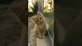 #котики #fupシ #on #cat #рекомендации #kitten #love #подписка #лайк