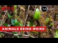 Weirdest animal behavior  our planet  netflix