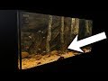 HOW TO CREATE A NATURAL AQUARIUM FOR $5 HOW TO CREATE A NATURAL AQUARIUM FOR $5