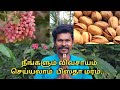 Exotic Fruits:1 | வீட்டில் வளர்க்கலாம் பிஸ்தா மரம் | Pista nut cultivation Tamil #பிஸ்தா மர வளர்ப்பு