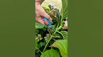 ¿Es necesario podar las hortensias para que florezcan?