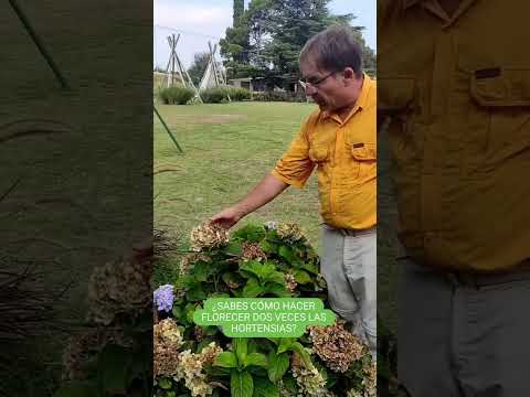 Video: Pregunta a los jardineros: ¿debo cortar la hortensia para el invierno?